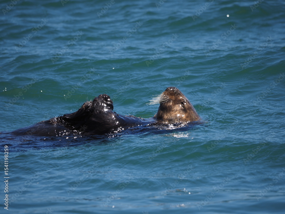 Obraz premium sea otter eating on it's back