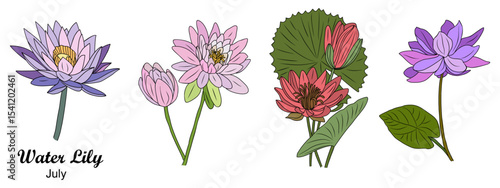 Vector set of colored ink sketch drawings of Lotus and Water Lily flowers, symbolic July birth month flowers. Elegant botanical illustration isolated on transparent background.