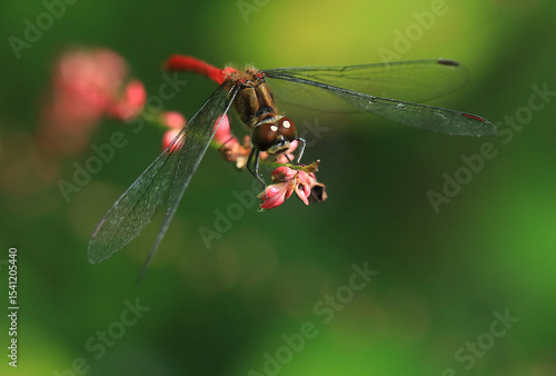 ミズヒキの花に止まって休む赤とんぼ