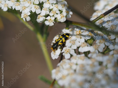 Small black and yellow Beetle sitting on top of white blossoming flower