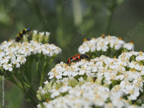 Red-Orange and Mustard yellow Beetles sitting on white flowers.