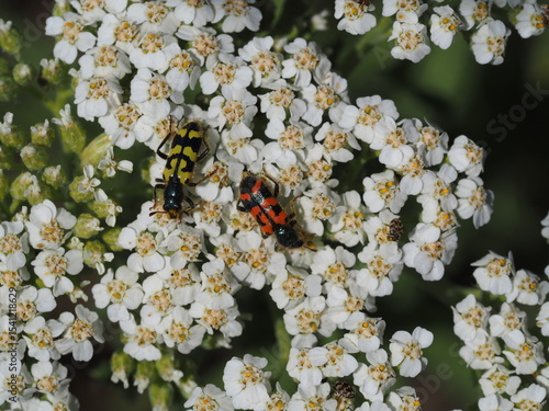 Colorful Yellow and Red Beetles On White Flowers