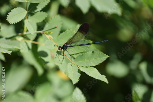 jewel wing damselfly 