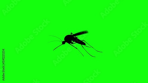 Wallpaper Mural Mosquito animation video on green screen and white background isolated cartoon mosquito Torontodigital.ca