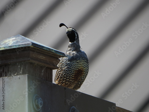quail up close on roof