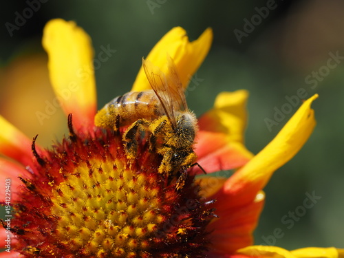 bee with pollen on red yellow flower
