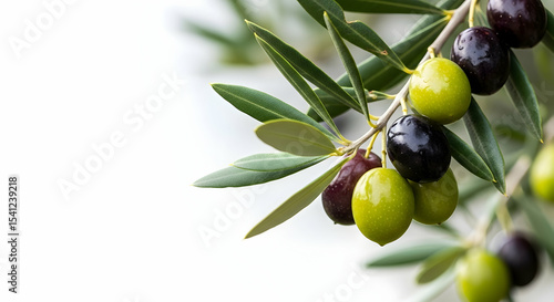 Olives, Olive branch, Olive tree, Ripe Olives on Branch with Copy Space
