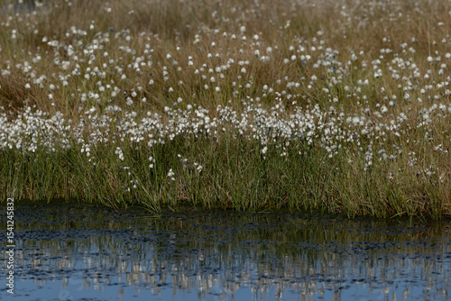 common cottongrass or common cottonsedge (eriophorum angustifolium) forming a dense white carpet in peat bog