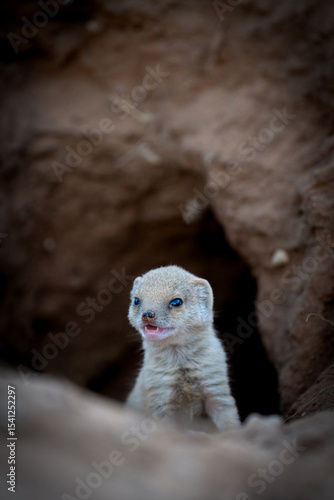 A very small and cute yellow mongoose baby (pup) peeks out from its den in the Kgalagadi Transfrontier Park in the Kalahari Region of the Northern Cape Province, South Africa.