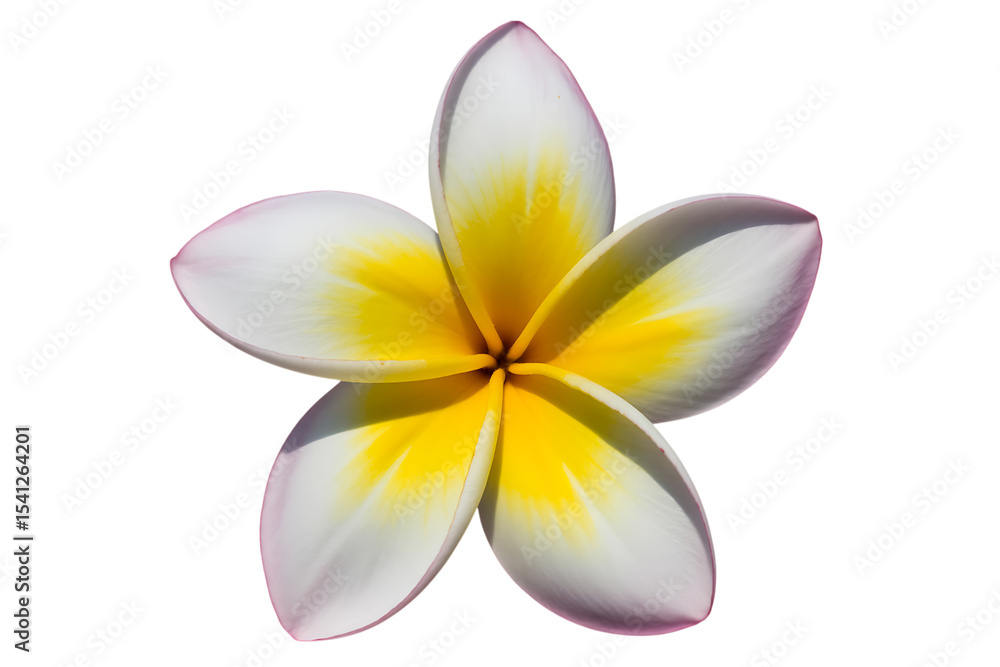 Fototapeta premium Plumeria flower blossom isolated on transparent background
