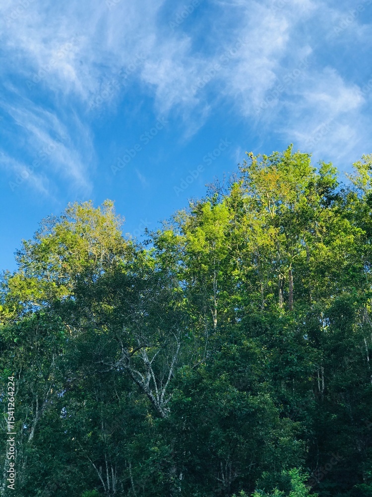 Obraz premium trees and sky