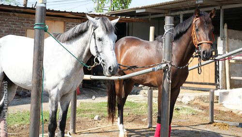 Two Horses Standing on a Farm Field under Natural Light