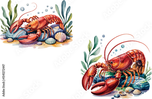 Two watercolor depictions of a red lobster are presented, each with slightly different compositions involving rocks and seaweed.