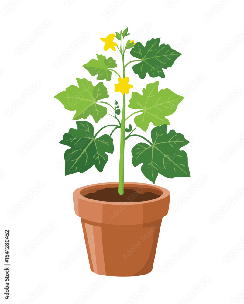 Squash Plant with Yellow Flower Squash Plant with Yellow Flower
