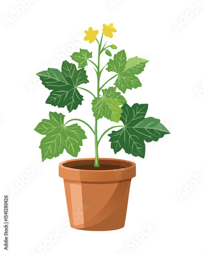Squash Plant with Yellow Blooms