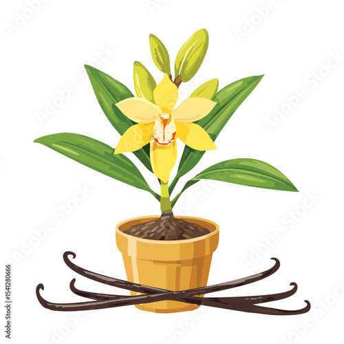 Vanilla Plant with Vanilla Beans