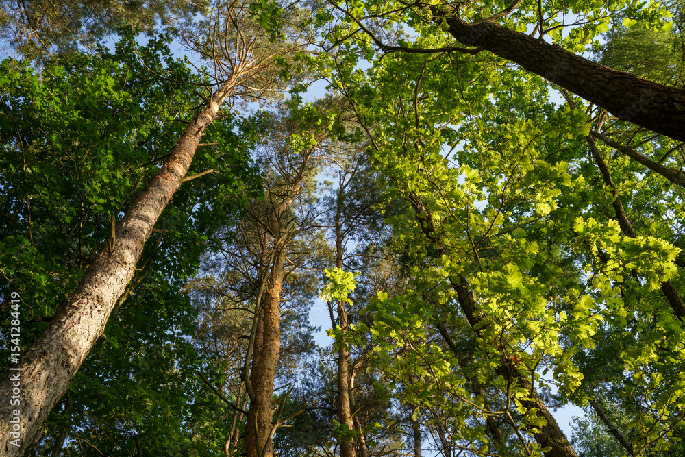 Fototapeta premium Summer tree crown