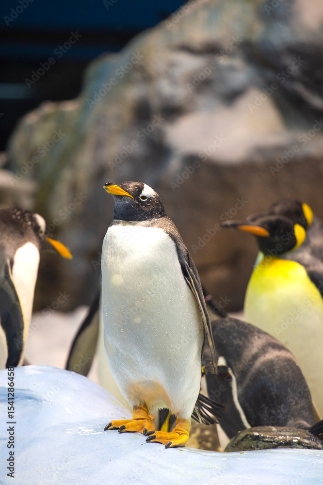 Fototapeta premium penguins walk in a crowd on the ice.