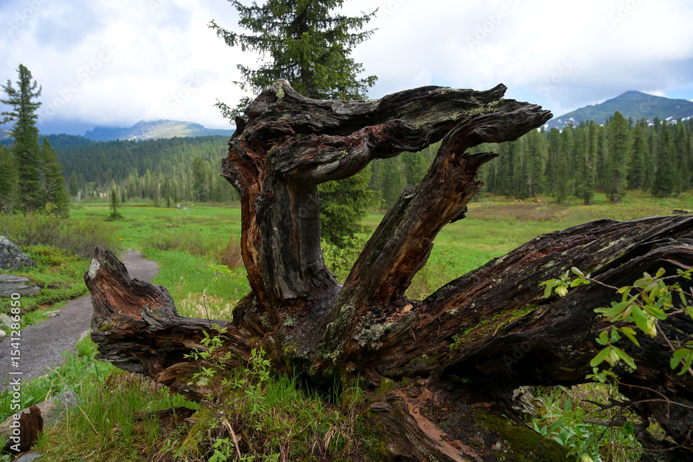 Mountain summer landscape with dense pine trees under low rainy clouds. River, nobody, wildness territory for hiking Mountain summer landscape with dense pine trees under low rainy clouds. River, nobody, wildness territory for hiking