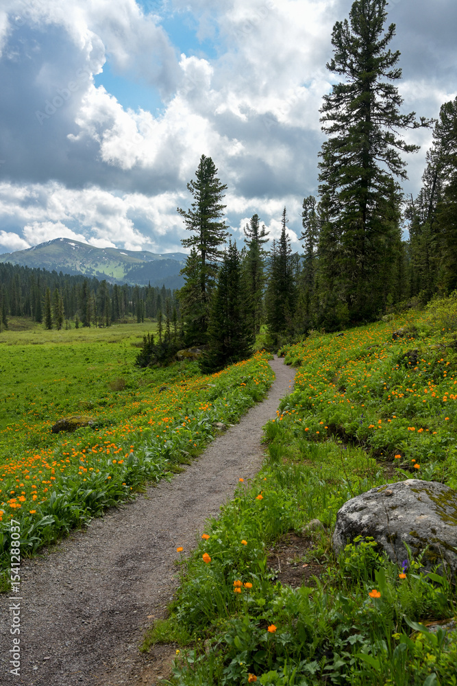 Obraz premium Summer mountain landscape in Ergaki, Siberia, with rolling hills, pine forest, and blooming yellow globeflowers (Trollius). Cloudy skies and untouched nature create a peaceful, ecological scene full o
