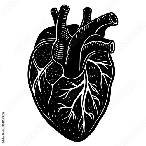 Detailed black and white anatomical human heart illustration
