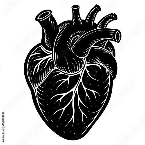 Detailed black and white anatomical human heart illustration