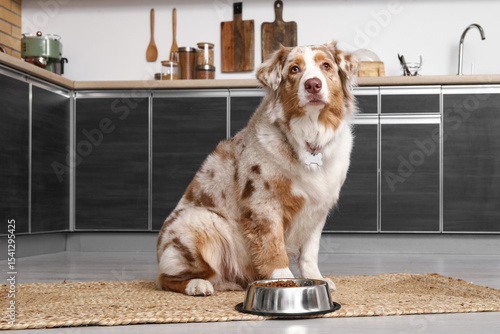 Cute Australian Shepherd do...
