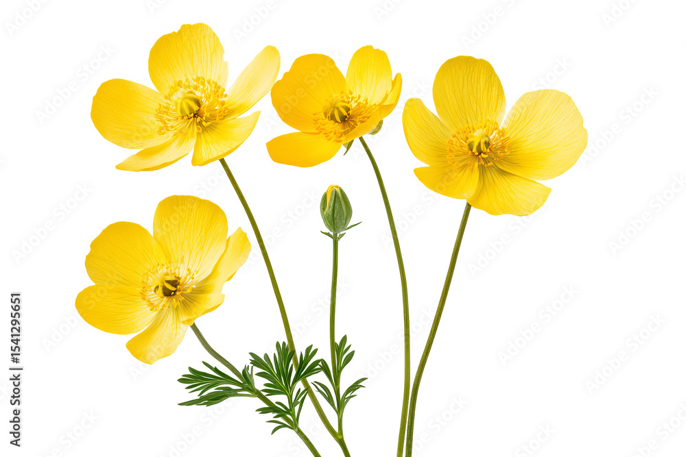 Fototapeta premium High-resolution yellow buttercup flowers PNG cutout with transparent background for versatile botanical designs, floral overlays, wedding invitations, greeting cards, and digital graphic projects