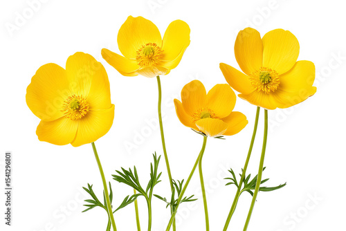 Wallpaper Mural High-resolution yellow buttercup flowers PNG cutout with transparent background for versatile botanical designs, floral overlays, wedding invitations, greeting cards, and digital graphic projects Torontodigital.ca