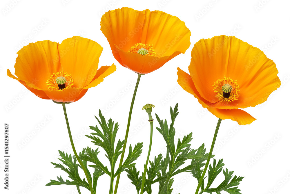Obraz premium High-resolution Californian poppy flower cluster PNG cutout on transparent background for versatile botanical designs and spring-themed artwork