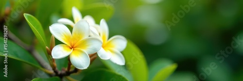 White yellow plumeria blooms on deciduous shrub, deciduous, floral, shrub