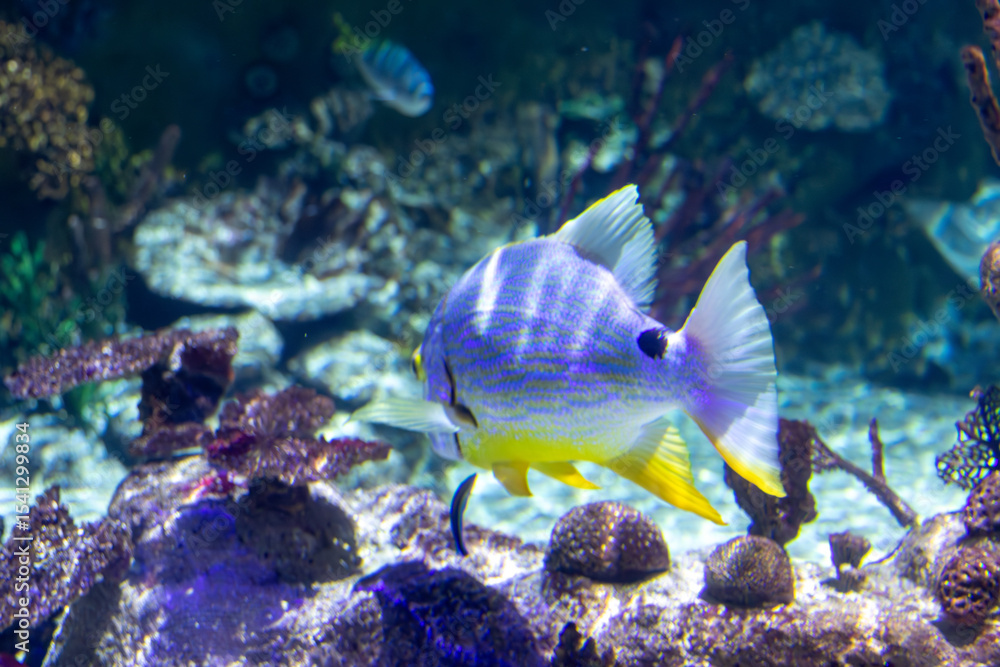 Fototapeta premium Blue and Yellow Fish in Aquarium