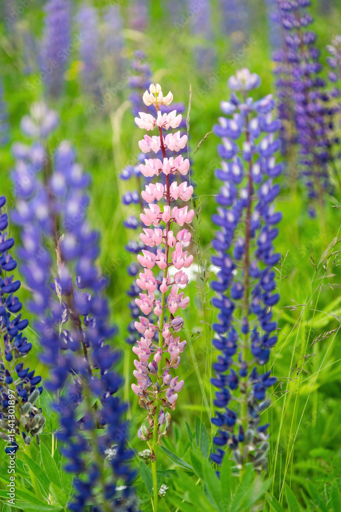 Fototapeta premium Colorful flowers on the meadow