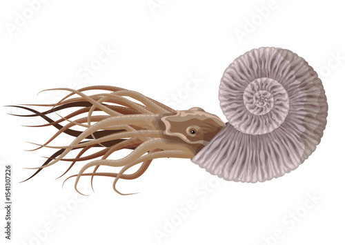 extinct nautiloid  squid with shell