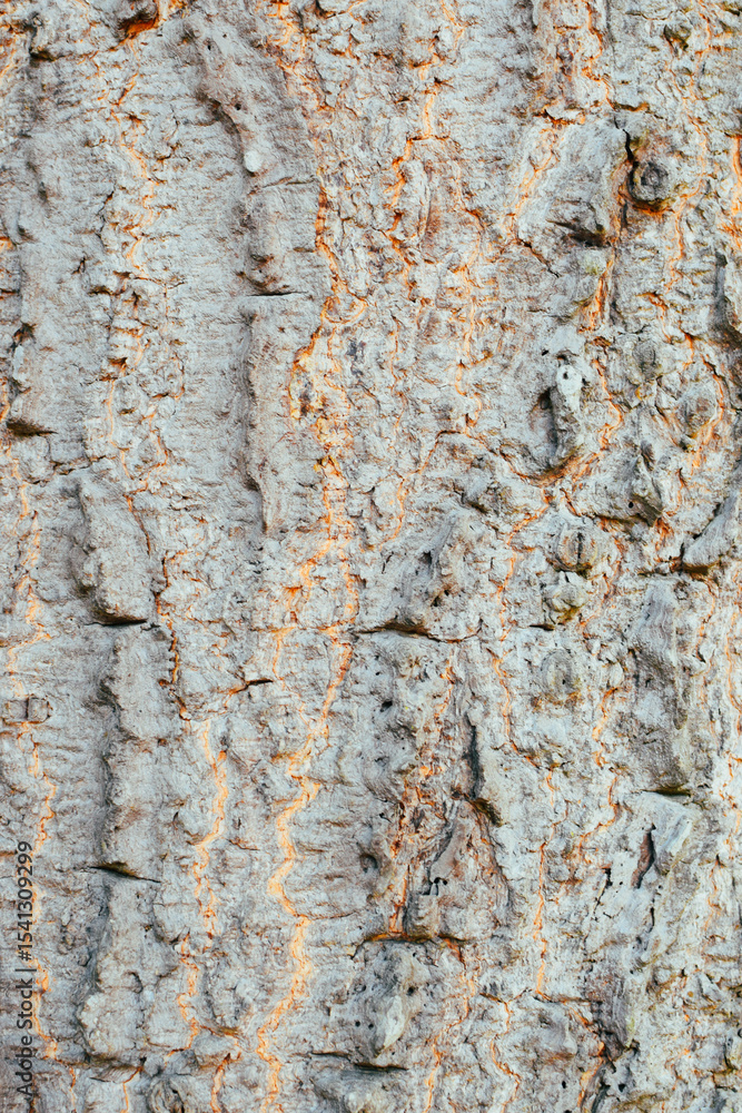 Obraz premium Close-Up Background View of the Textured Bark of a Large, Ancient Tree in Natural Light. Detailed Surface of a Thick Tree Trunk Showing Rugged Bark Texture in a Forest. Perfect for Nature Backgrounds