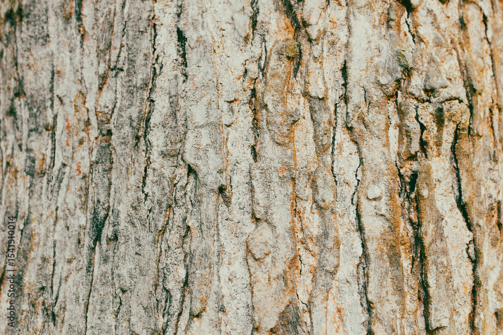 Obraz premium Close-Up Background View of the Textured Bark of a Large, Ancient Tree in Natural Light. Detailed Surface of a Thick Tree Trunk Showing Rugged Bark Texture in a Forest. Perfect for Nature Backgrounds