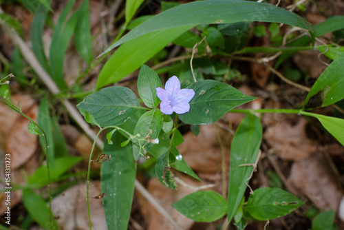 Resilient Plants Struggling to Grow in Arid, Dry Soil Conditions – A Glimpse Into Nature’s Battle for Survival. Drought-Tolerant Plants Attempting to Establish Roots in Cracked, Barren Soil Landscape