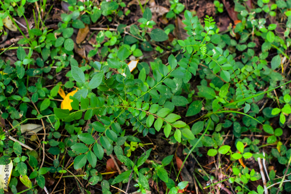 Shows a cluster of variegated green and cream-colored leaves. The plant appears bushy and healthy, with a mix of leaf patterns. Some leaves are tinged with pink or light red, new growth small plants Shows a cluster of variegated green and cream-colored leaves. The plant appears bushy and healthy, with a mix of leaf patterns. Some leaves are tinged with pink or light red, new growth small plants