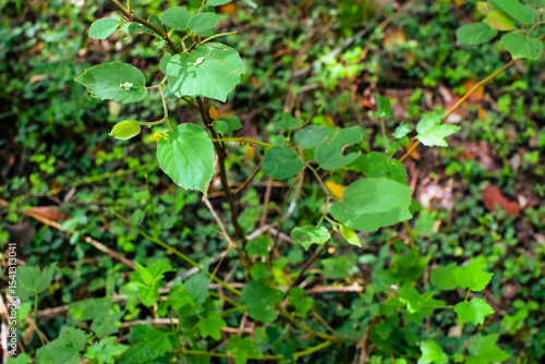 Wallpaper Mural Shows a cluster of variegated green and cream-colored leaves. The plant appears bushy and healthy, with a mix of leaf patterns. Some leaves are tinged with pink or light red, new growth small plants Torontodigital.ca