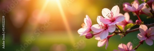 Close-up of blossoms, cinematic sun rays, tranquil garden , summer, vibrant