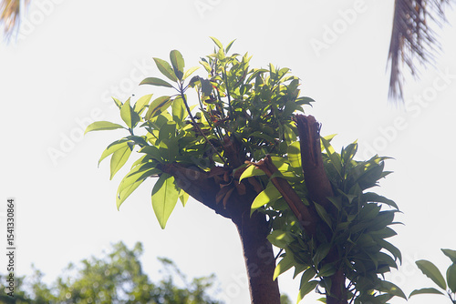 Tender Shoots on Barren Branch