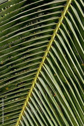 Linear Pattern of Coconut Leaves