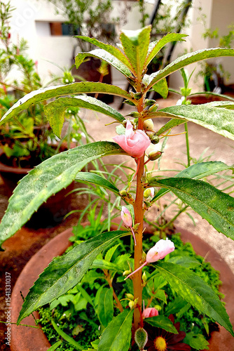 Light Pink Flowers of Balsam Plant