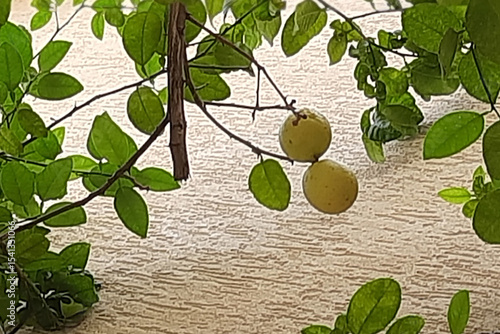 Tree Branch with Leaves and Lemons