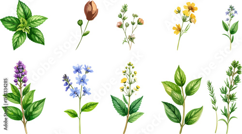 A vector set of autumn leaves and trees with various mushrooms and fungi, including edible and poisonous types, isolated on a white background