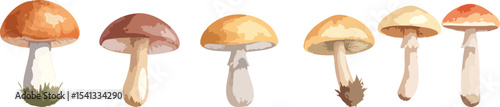 A vector set of autumn leaves and trees with various mushrooms and fungi, including edible and poisonous types, isolated on a white background