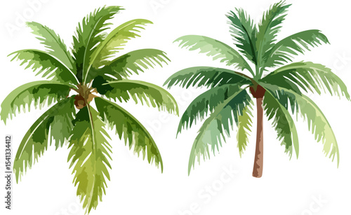 Isolated white tropical palm tree with green leaves
