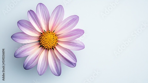 Close-up of a delicate, vibrant flower.