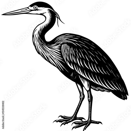 Black and white illustration of a great blue heron