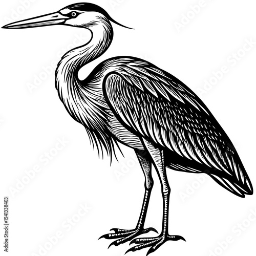 Great blue heron bird ink drawing illustration